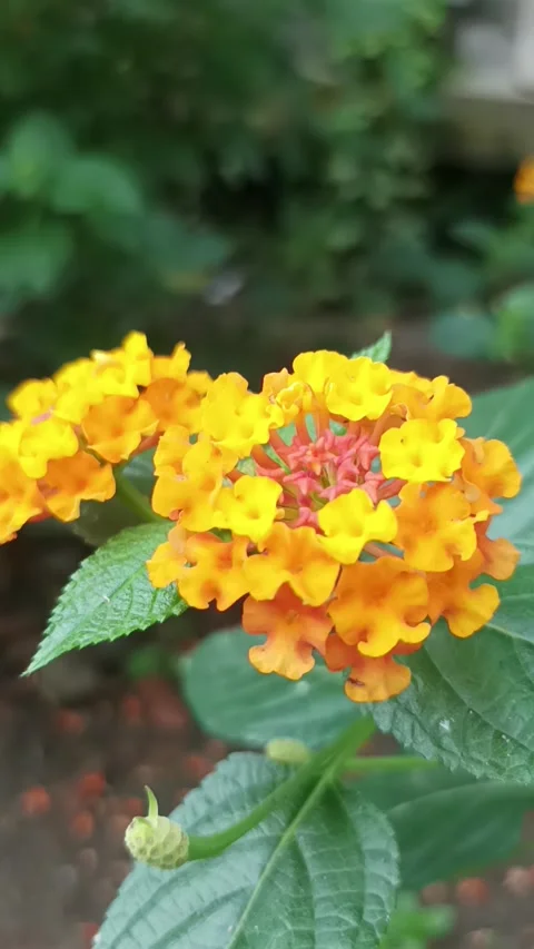 Lantana flower Stock Footage 232652494