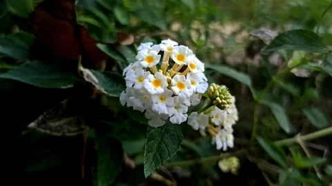 Lantana flower Video stock 244110030