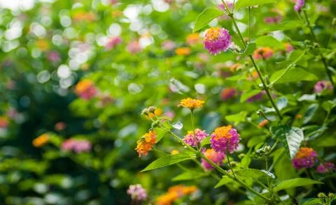 Lantana flower Stock Photos