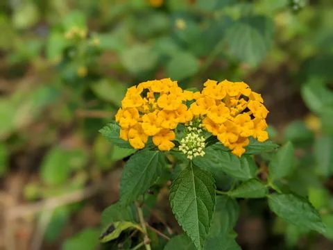 Lantana flower Stock Photos