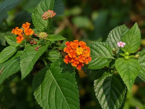 Lantana flower Stock Photos