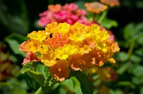 Lantana Flower Yellow, orange and pink lantana flowers on a soft focus gre... Stock Photos
