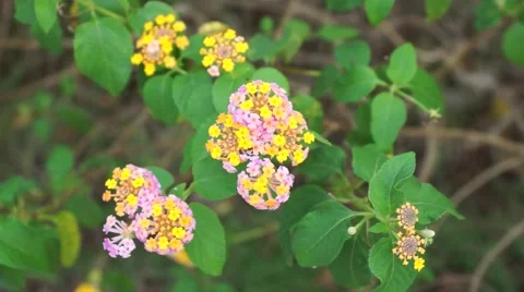 Lantana flowers Stock Footage 44413103