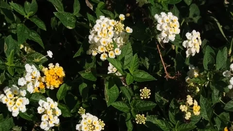 Lantana flowers Stock Footage 244109986