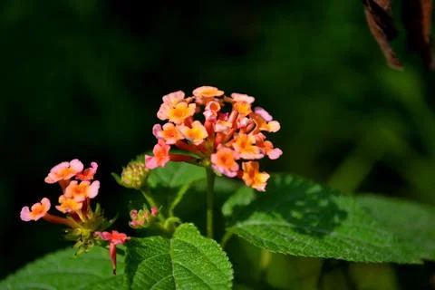 Lantana Flowers Stock Photos
