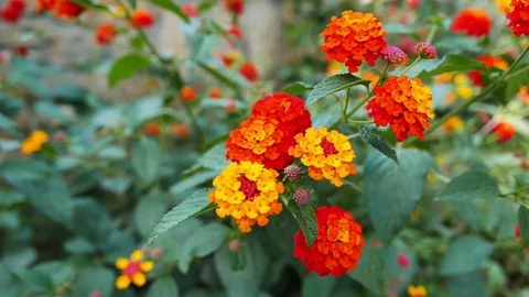 Lantana Flowers in the Spring Stock Footage 85199264
