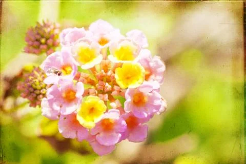 Lantana Stock Photos