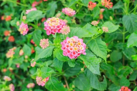 Lantana Stock Photos