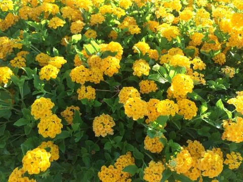Lantana Stock Photos