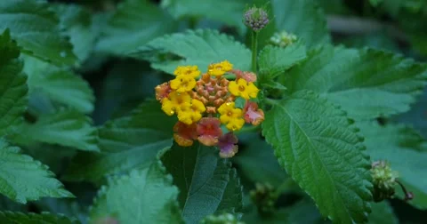 Lantana Rain Stock Footage 68491166