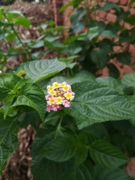 The lantana tiny flower Stock Photos