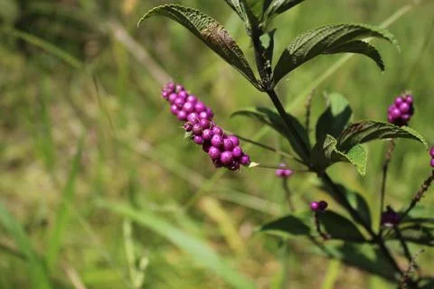 Lantana trifolia (milho-de-grilo) with its purple berries Stock Photos