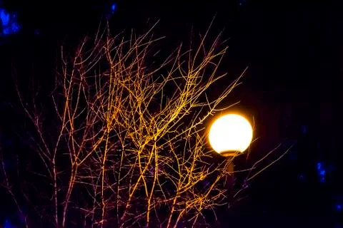 Lantern alone standing in a dark forest at night lights a tree. Stock Photos