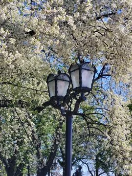Lantern among flowering trees in spring Foto stock
