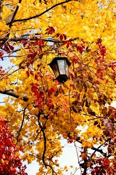 A lantern among the leaves Stock Photos