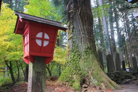 A lantern and a moss covered tree Stock Photos