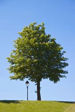 Lantern and tree Foto stock