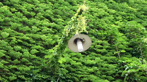 Lantern and a wall covered with dense green ivy leaves. Stock Footage 93162136
