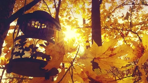 Lantern in the autumn forest, the sun is playing with yellow leaves Stock Footage 140914067