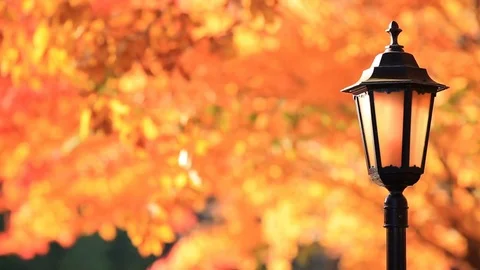 Lantern in autumn park. Stock Footage 80073251
