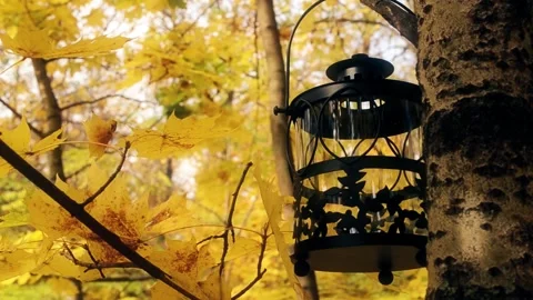 Lantern Autumn Yello Maple Tree Leaf Stock Footage 140914242