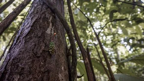 Lantern Beetle on Tree Stock Photos