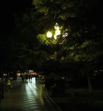 Lantern in the branches. Photos
