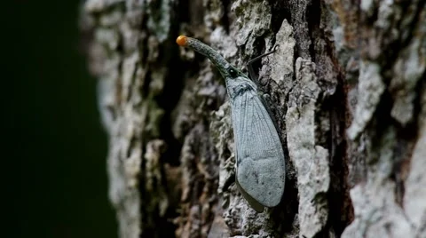 Lantern Bug on the bark Stock Footage 55799050