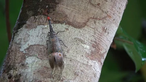 Lantern bug, Malaysia Stock Footage 130162283