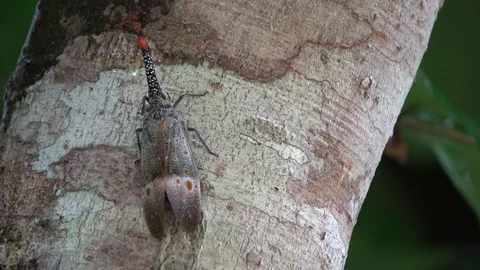 Lantern bug, Malaysia Stock-Footage 130162326