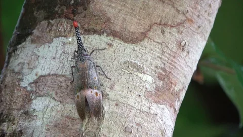 Lantern bug, Malaysia Stock Footage 130162379