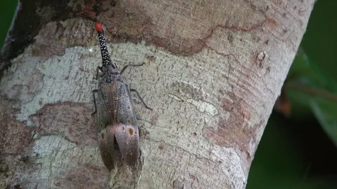 Lantern bug, Malaysia 動画素材 130162395