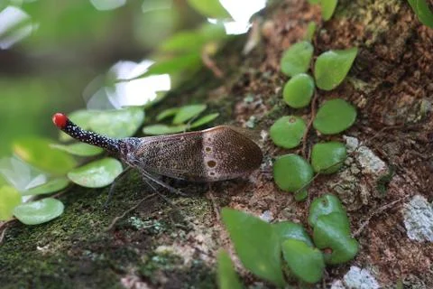 Lantern bug Foto stock