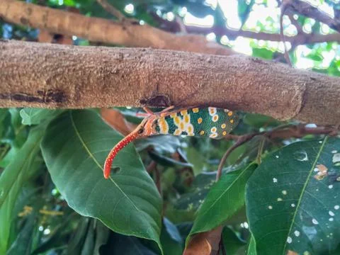 Lantern bug (Pyrops candelaria) Sticking on a Longan tree (Dimocarpus longan) Stock Photos