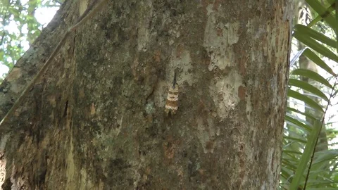 Lantern bug, Thailand 스톡 동영상 88546525