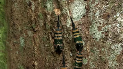 Lantern bugs, Malaysia Stock Footage 165194357