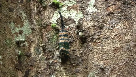Lantern bugs, Malaysia Stock Footage 165194384