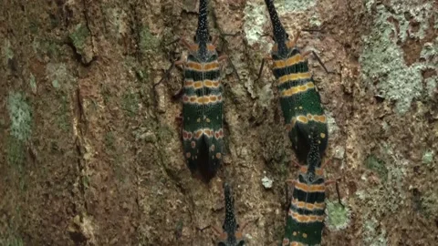 Lantern bugs, Malaysia Stock Footage 165194417