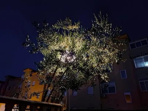 Lantern casts soft light on olive tree under a darkening night sky in a ser.. Stock Photos