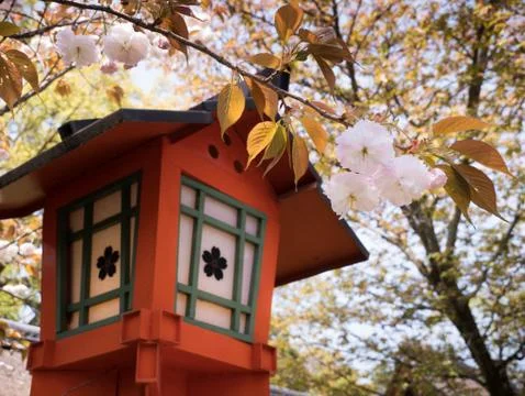 Lantern in Cherry Blossom Stock Photos