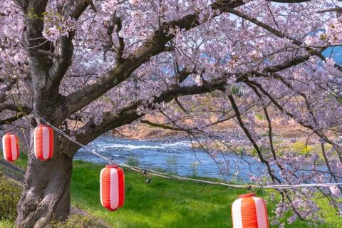 Lantern with Cherry blossoms Stock Photos