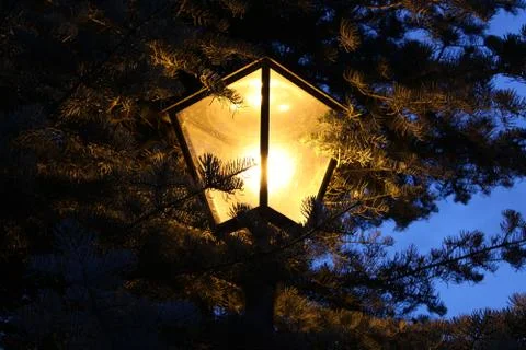 Lantern in the evening in front of cornifer tree Stock Photos