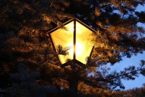 Lantern in the evening in front of cornifer tree Stock Photos