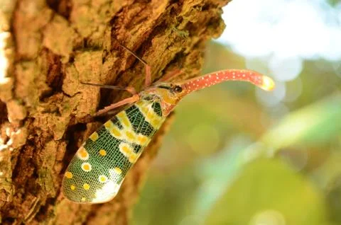 Lantern fly Stock Photos