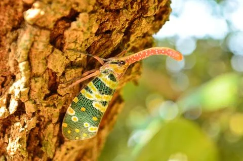 Lantern fly Stock Photos