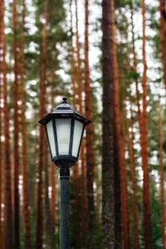 Lantern in the forest. Stock Photos