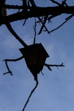 Lantern hanging from a tree branch creates an interesting silhouette against  Stock Photos