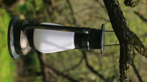 Lantern hanging on a tree branch. Stock Footage 245324604