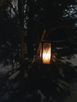 Lantern hanging in tree 库存照片