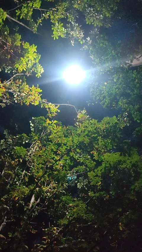 Lantern light and chestnut tree leaves at night. View from the bottom up Stock Footage 321353018